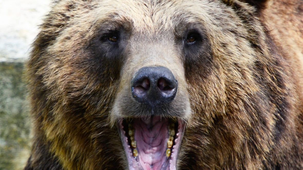 Medvěd zaútočil na migranty v Bosně
